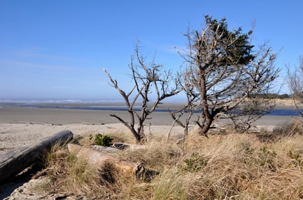 https://upload.wikimedia.org/wikipedia/commons/d/de/Ona_Beach_State_Park.jpg