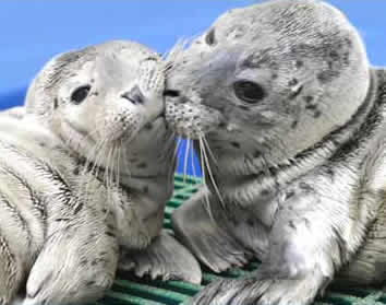 harbor-seals