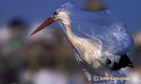 plastic-bird